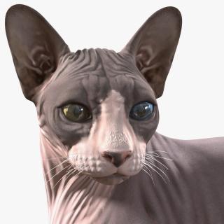 3D Sphynx Cat with Heterochromia Rigged