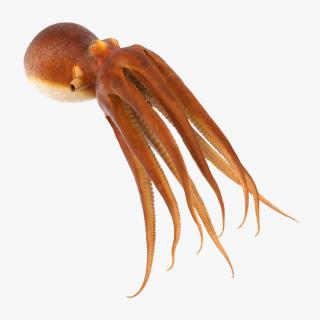 3D Common Octopus Swimming model