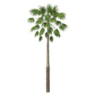 Mexican Palm Tree 3D