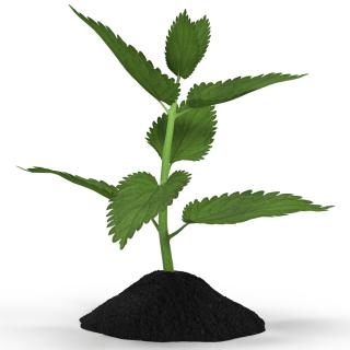 Plant Sprout 3D
