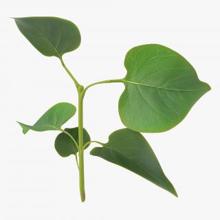3D model Branch With Leaves 2