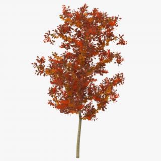 Young White Oak Autumn 3D