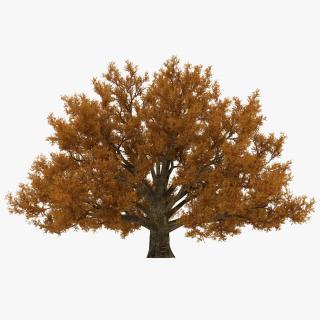 3D model Old White Oak Autumn