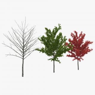 3D Young Tree Red Maple 3D Models Collection