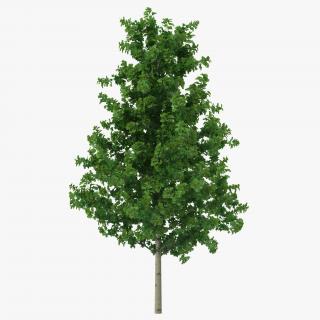 Young Yellow Poplar Tree 3D model