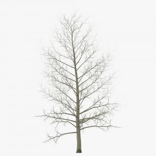 3D model Yellow Poplar Tree Winter