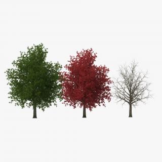 3D model Red Maple Tree 3D Models Collection