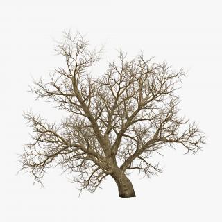 3D model Old Red Maple Tree Winter