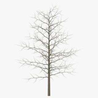 3D model Red Oak Young Tree Winter