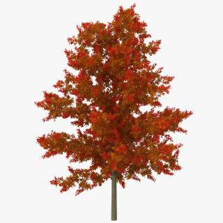 3D model Red Oak Young Tree Autumn
