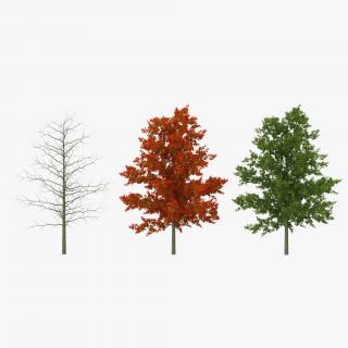 Red Oak Young Tree Collection 3D model