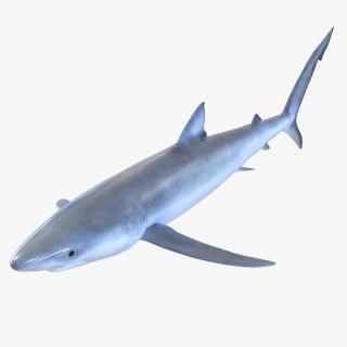 3D model Blue Shark