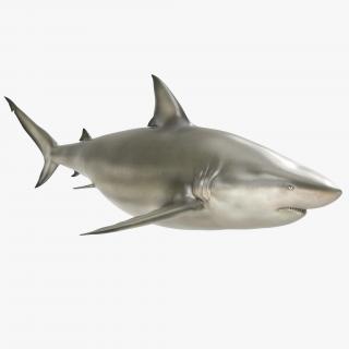 Pigeye Shark 3D