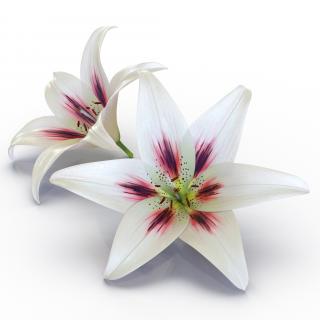3D Lily Flower