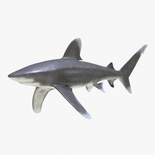 Oceanic Whitetip Shark 3D