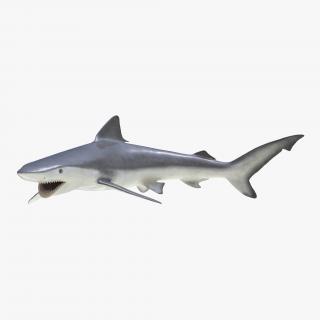 Smalltail Shark Pose 2 3D