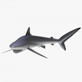 3D Silky Shark Attacking Pose