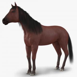 Horse with Fur 3D model