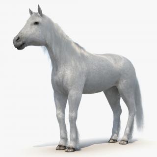 White Horse with Fur 2 3D