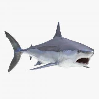 3D Shortfin Mako Shark Rigged