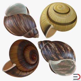3D Snail Shells Collection model