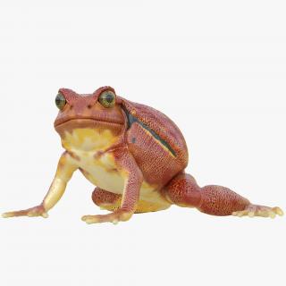 3D Tomato Frog Rigged model