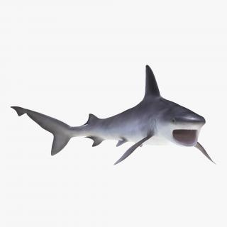 3D model Sandbar Shark Rigged