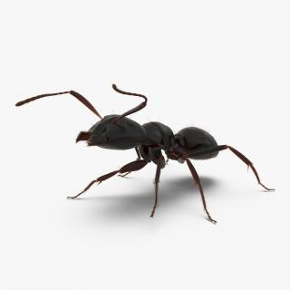 3D model Black Ant with Fur Rigged