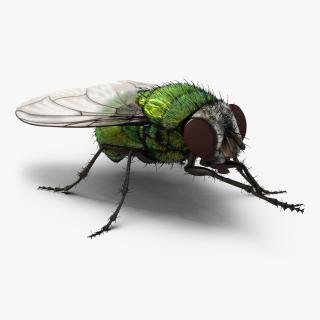 Green Bottle Fly Pose 2 with Fur 3D