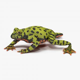Fire Bellied Toad Frog Pose 4 3D model
