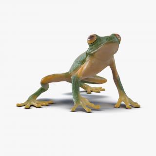 3D Tree Frog Pose 3