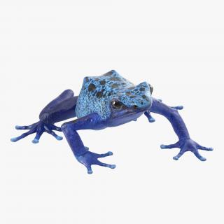 3D Poison Dart Frog Pose 2 model