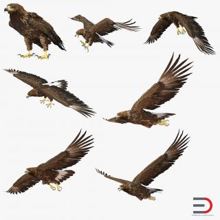 3D Golden Eagle Collection model