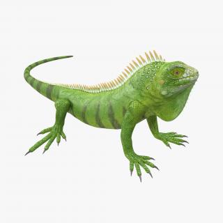Green Iguana Pose 3 3D model