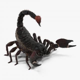 3D model Black Scorpion Rigged with Fur