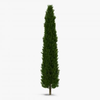 Cypress Tree 2 3D model