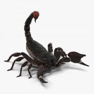 3D model Black Scorpion Pose 2 with Fur