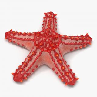 3D model Red Knobbed Starfish
