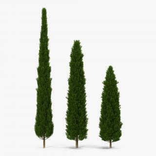 Cypress Trees Set 3D