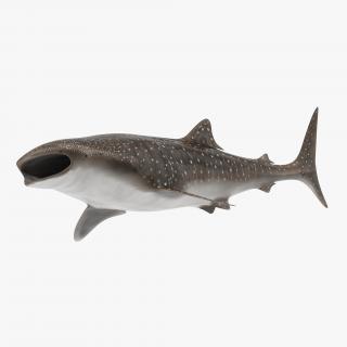3D Whale Shark Pose 3 model
