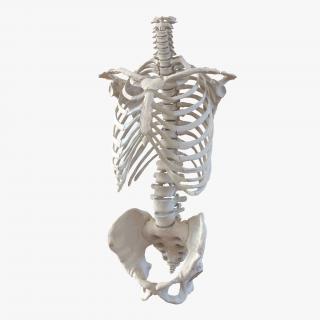 Male Torso Skeleton 3D model