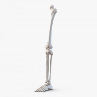 3D model Human Leg Bones