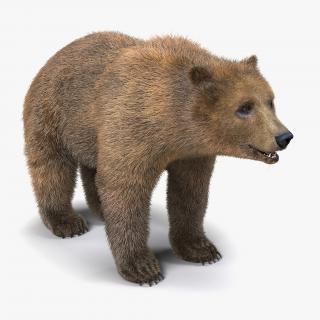 Brown and Polar Bears Collection 3D