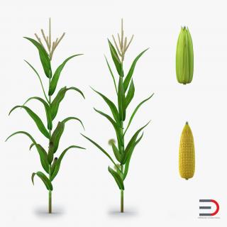 3D model Corn Collection