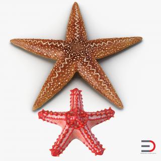 3D Starfishes Collection