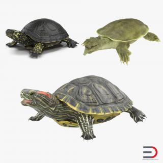 3D model Turtles 3D Models Collection 3