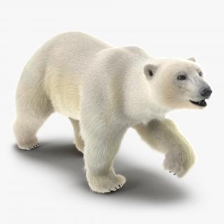 3D Polar Bear with Fur Pose 2