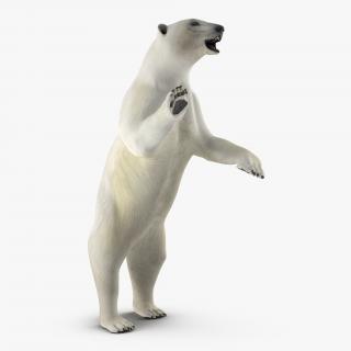Polar Bear Pose 3 3D