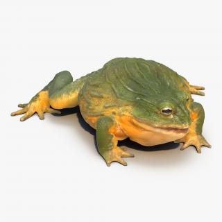 3D African Bullfrog Rigged model
