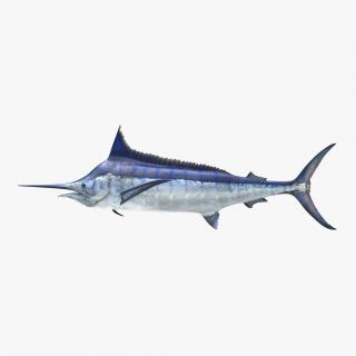 3D Blue Marlin